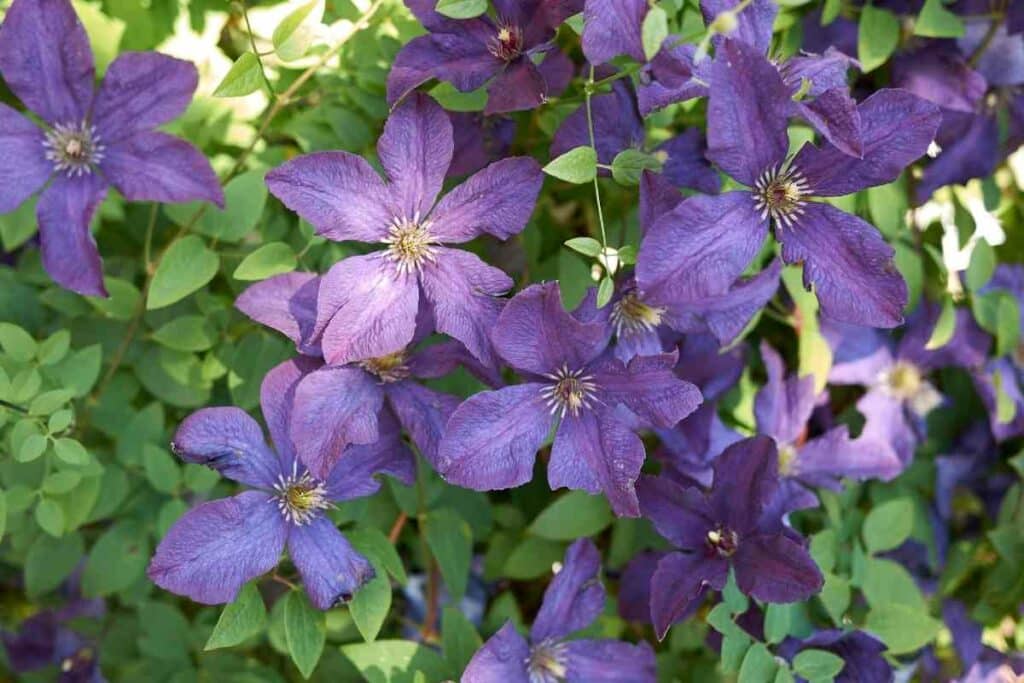 Clematis Viticella purple