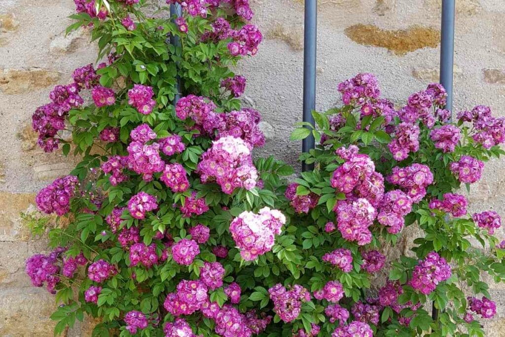 Climbing roses purple pink