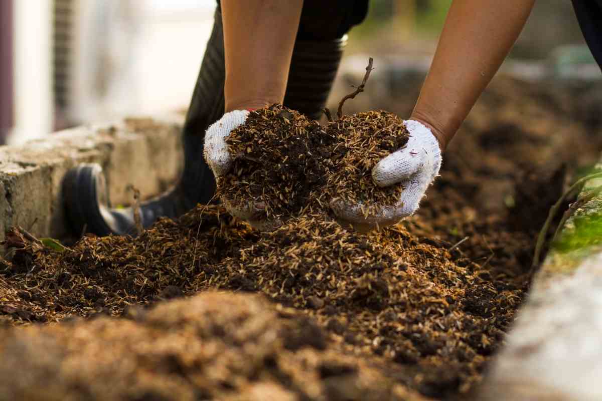 Why are There Maggots in My Compost Bin Gardenia Organic