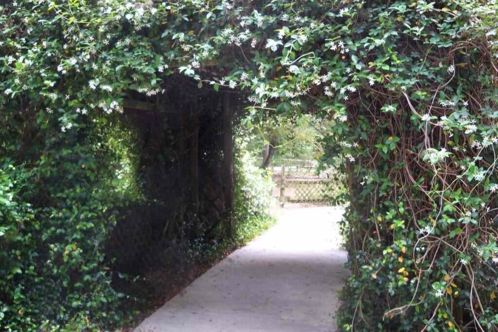 Confederate Jasmine tunnel