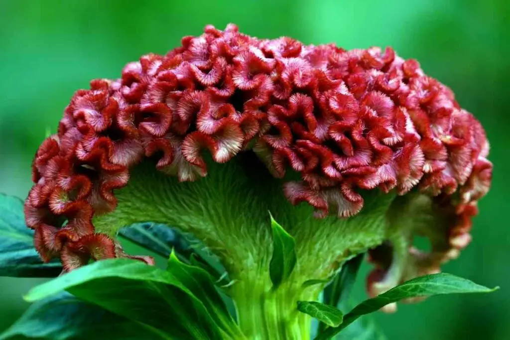 Dracula celosia red flower