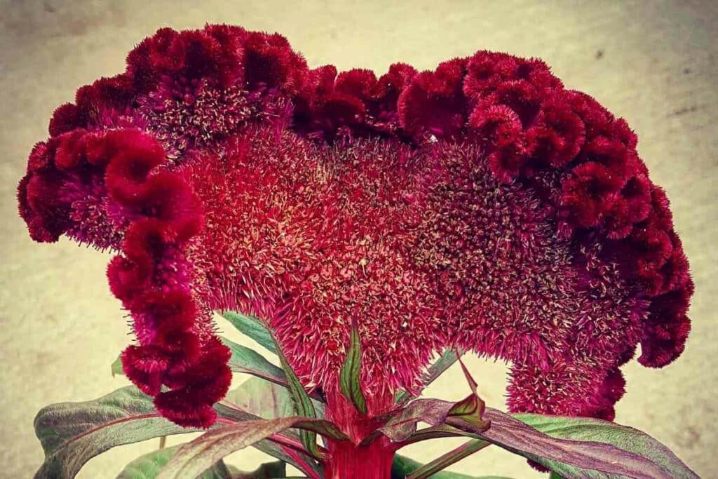 Dracula celosia care guide