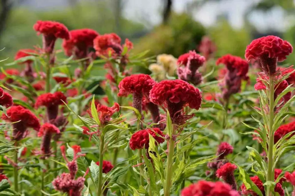 Caring for Dracula celosia  flowers