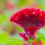 Complete Dracula plant care tips