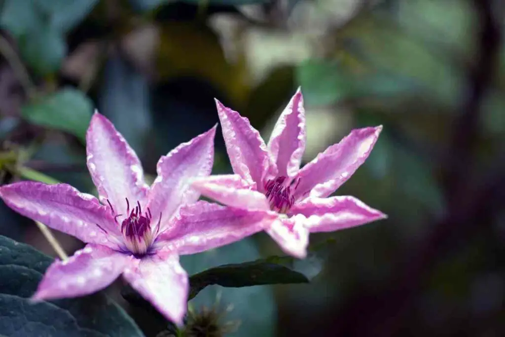 Clematis x Durandii flowers
