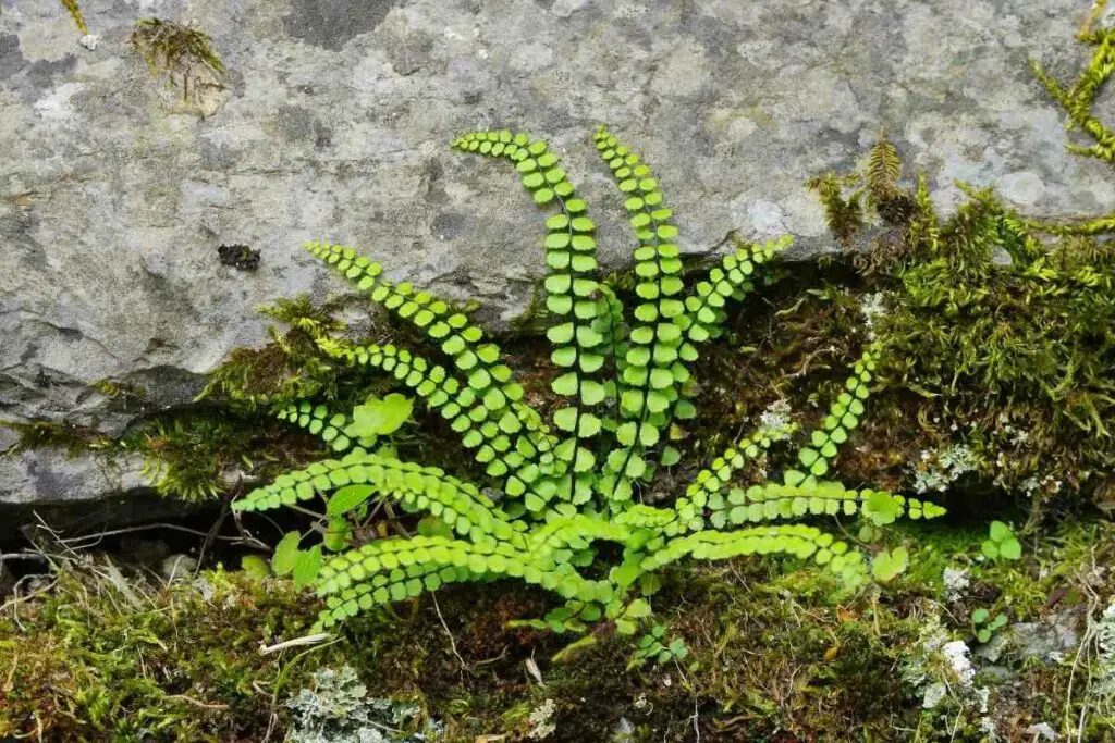Ebony Spleenwort hardy fern variety