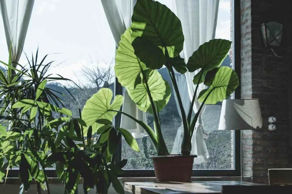 Why Elephant Ear plant dripping water explained