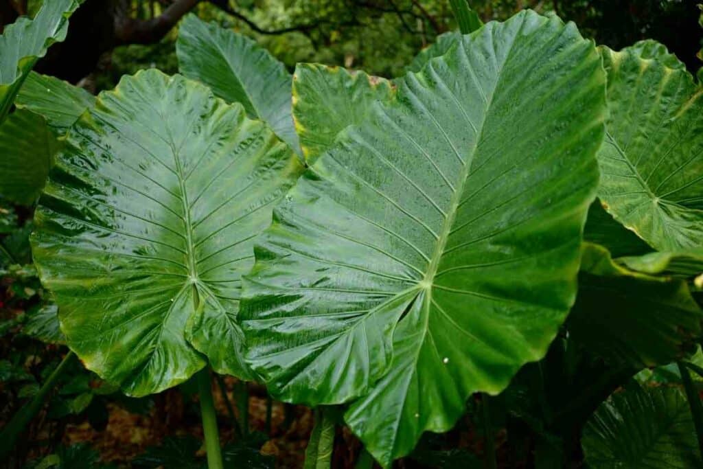 Elephant ear plant watering