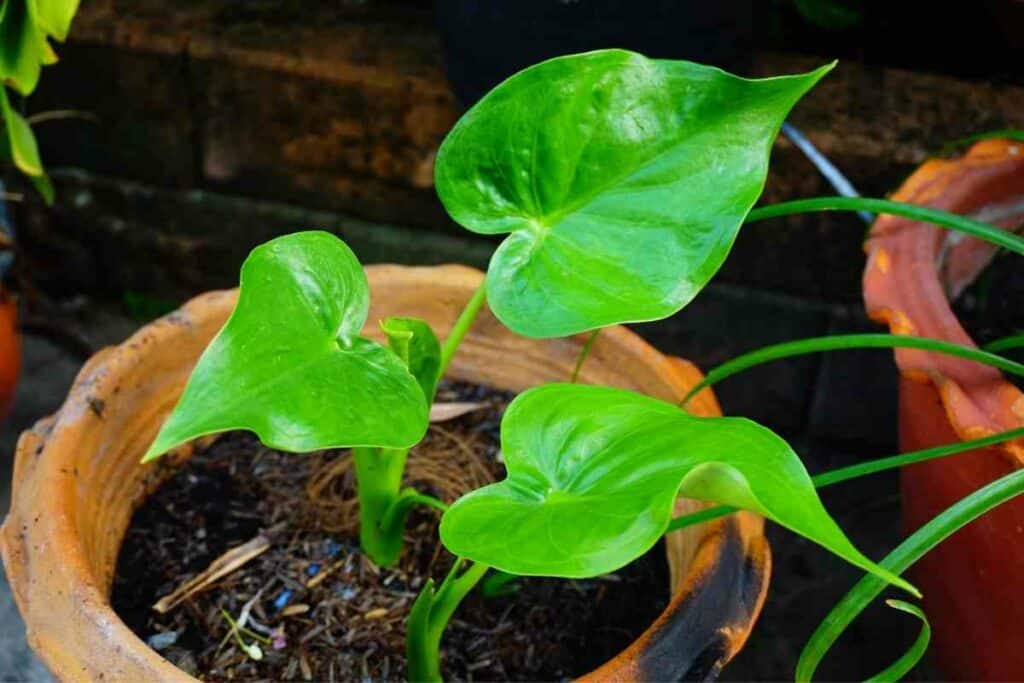 Elephant ear plants drips reasons