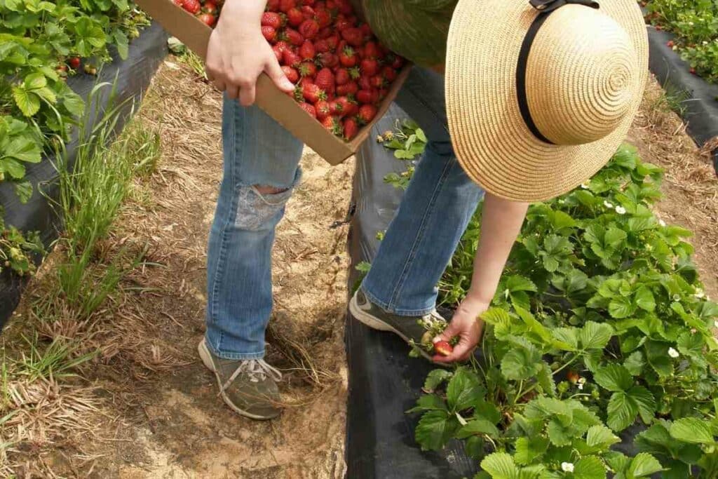 Ensure enough space between strawberries