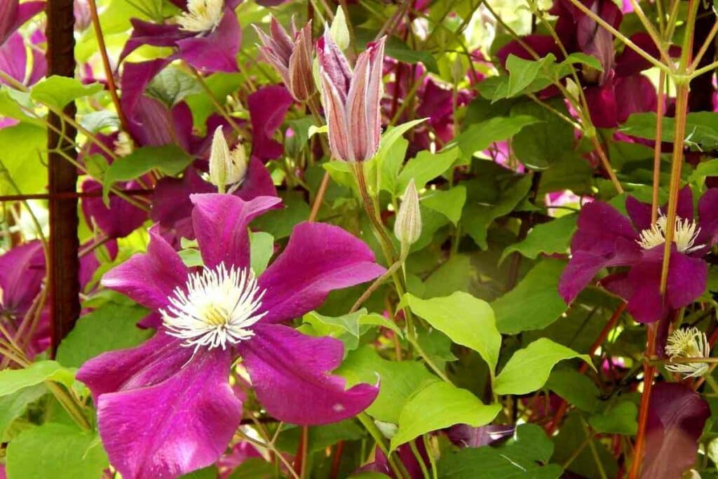 Ernest Markham Clematis flowers