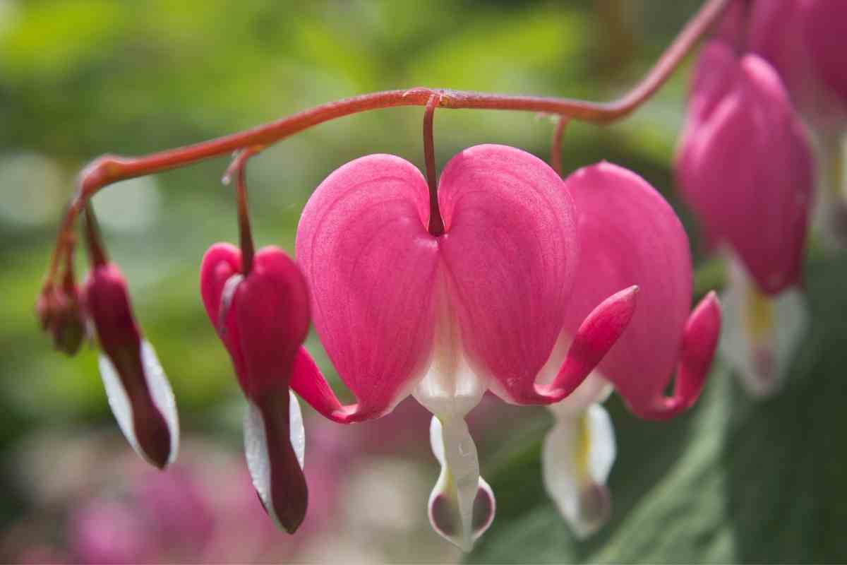 20 Stunning Flowering Vines That Like Shaded Areas