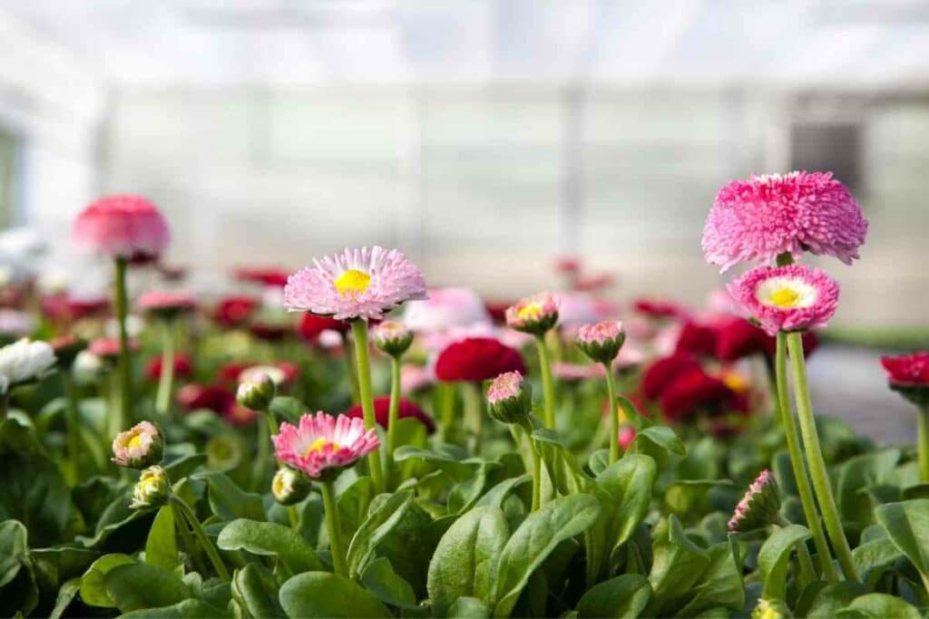 Gerbera Daisy flowers