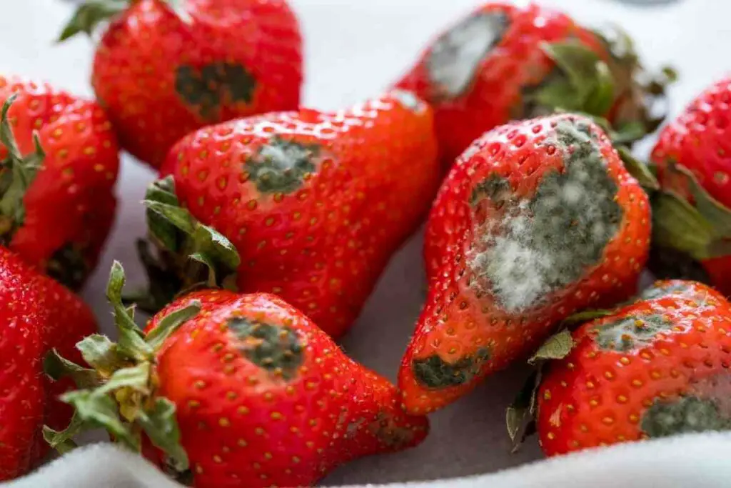 Prevent Gray mold strawberries