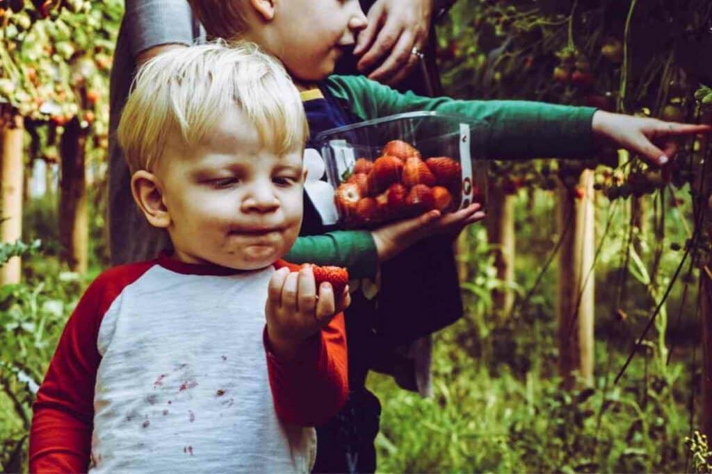 Growers Guide For Strawberries In Ohio