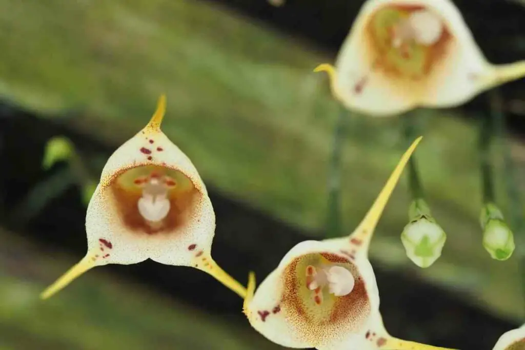 Growing monkey face orchid guide