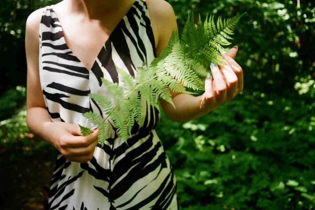 Hardy fern varieties listed