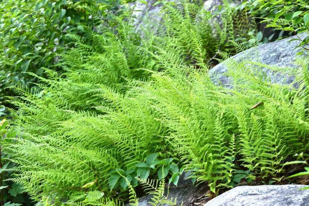 Hay Scented fern hardy fern variety