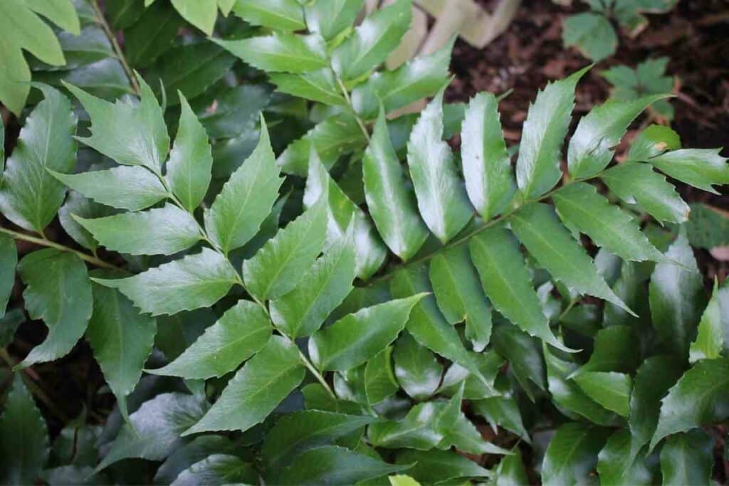 Holly fern hardy fern variety