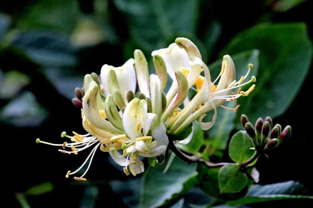 Honeysuckle flower