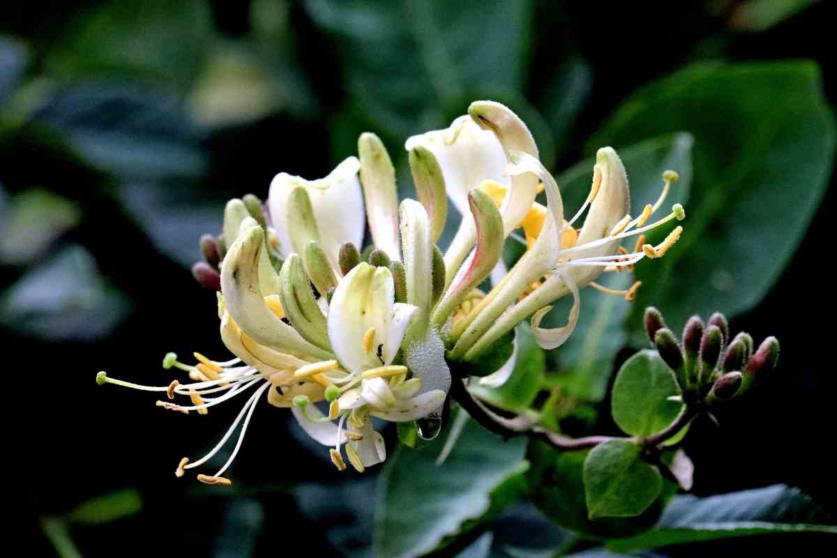 when-does-honeysuckle-bloom-gardenia-organic