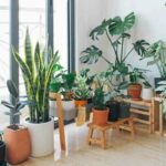 House plants oxygen