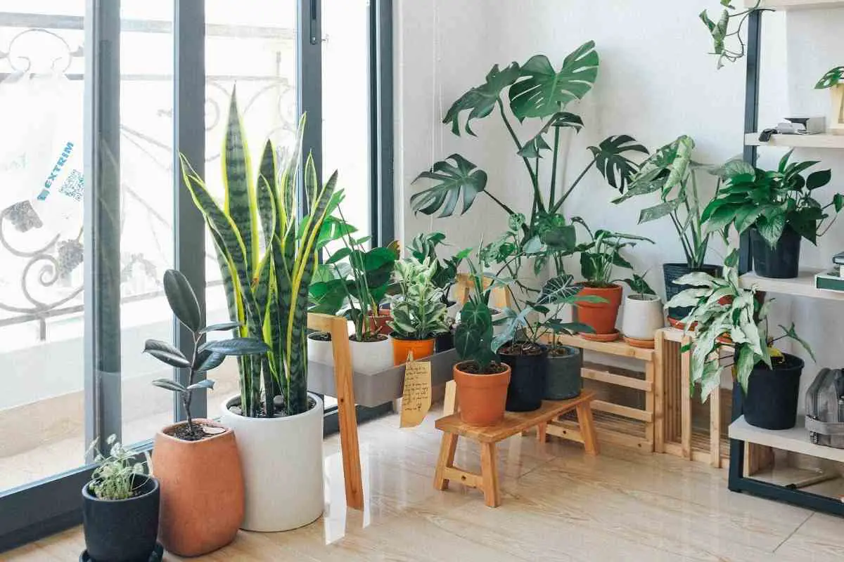 House plants oxygen