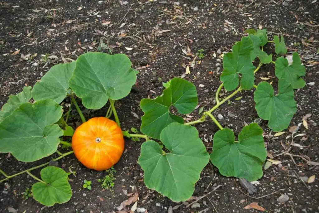 Caring for pumpkin plants