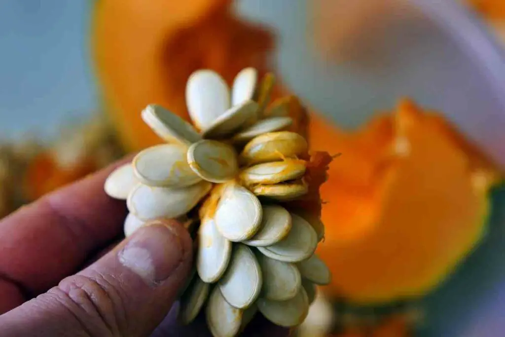 How to Harvest Pumpkin Seeds explained