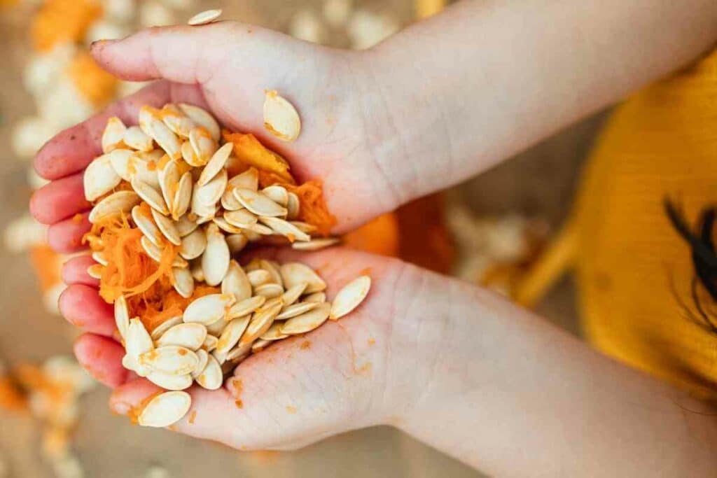 How to plant pumpkin seeds explained