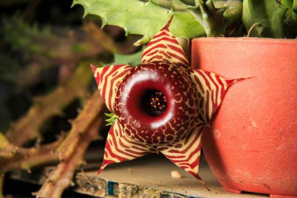 Lifesaver plant succulent with red flowers