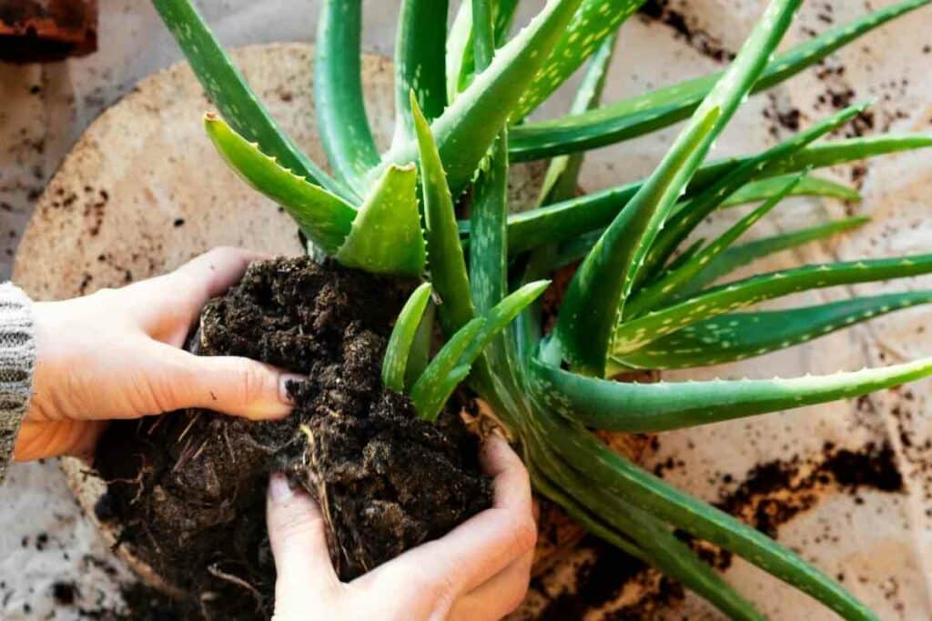 Guide on how to Identify a sunburnt Aloe plant