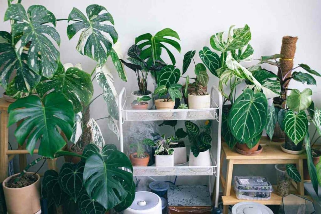 Plants with the biggest leaves indoor listed