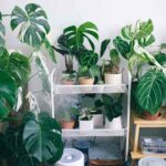 Plants with the biggest leaves indoor listed