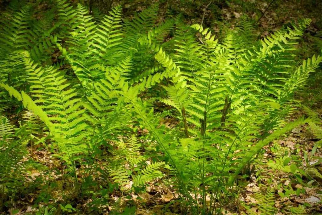 Interrupted hardy fern variety