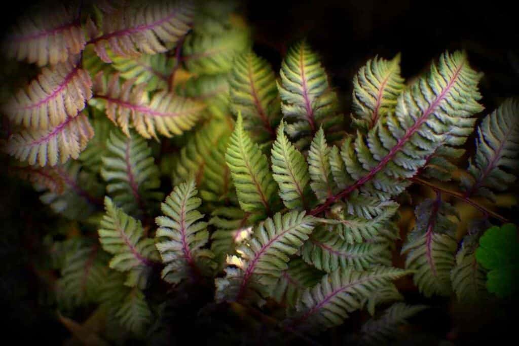 Japanese Painted hardy fern variety