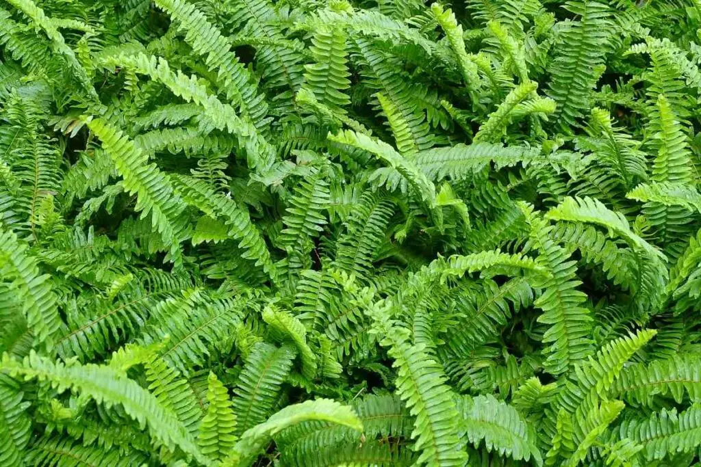 Japanese Tassel fern hardy fern variety