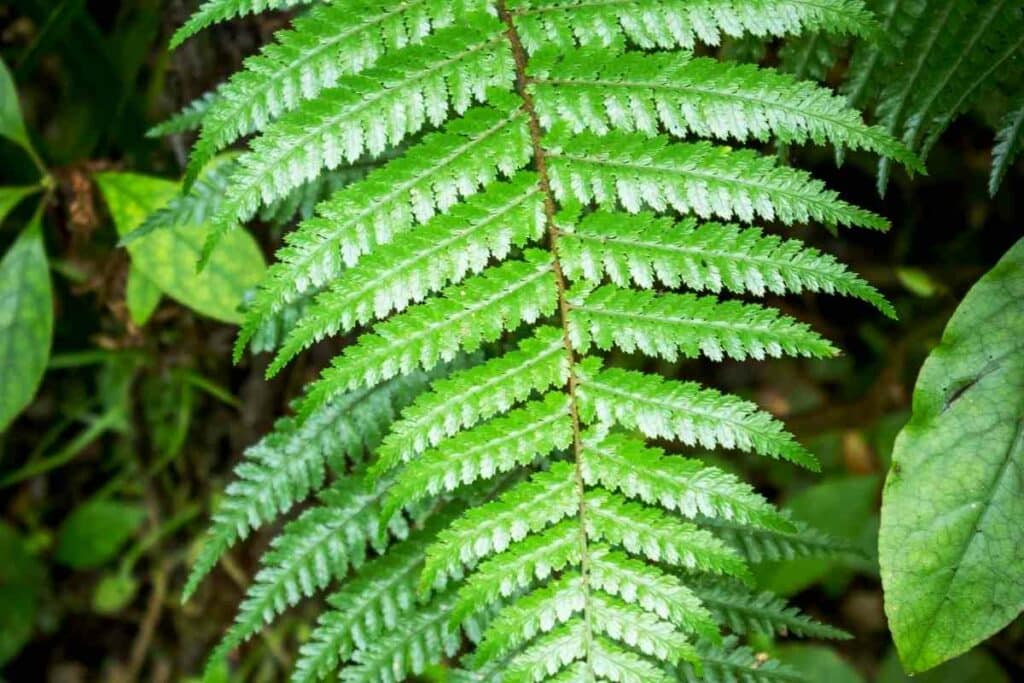 Korean Rock fern hardy fern variety