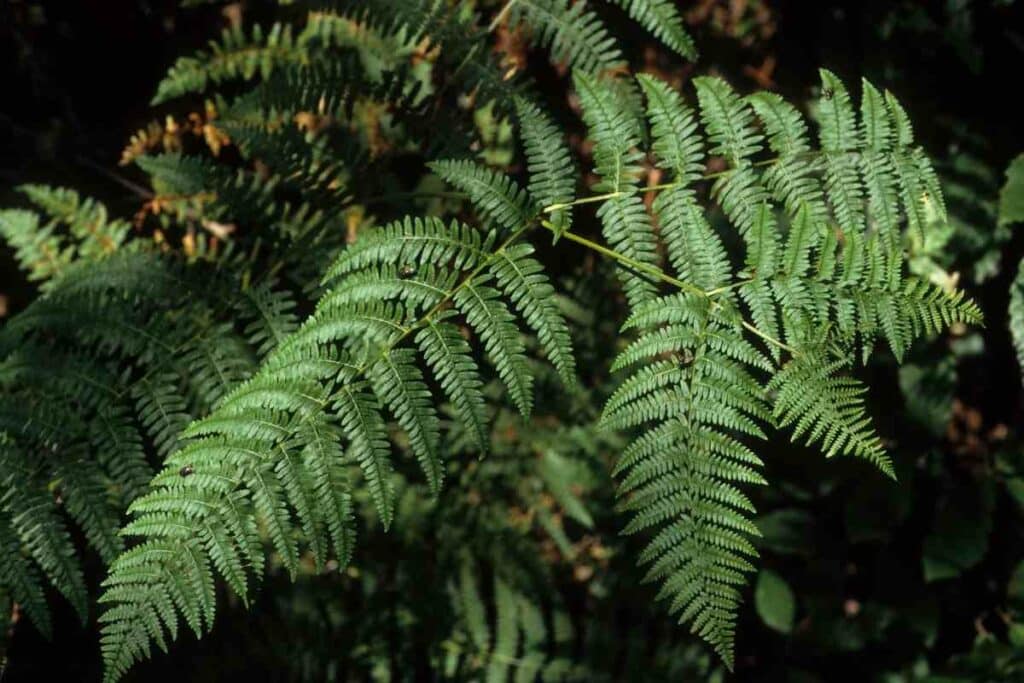 Lady fern hardy fern variety