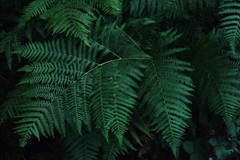 Marginal wood fern