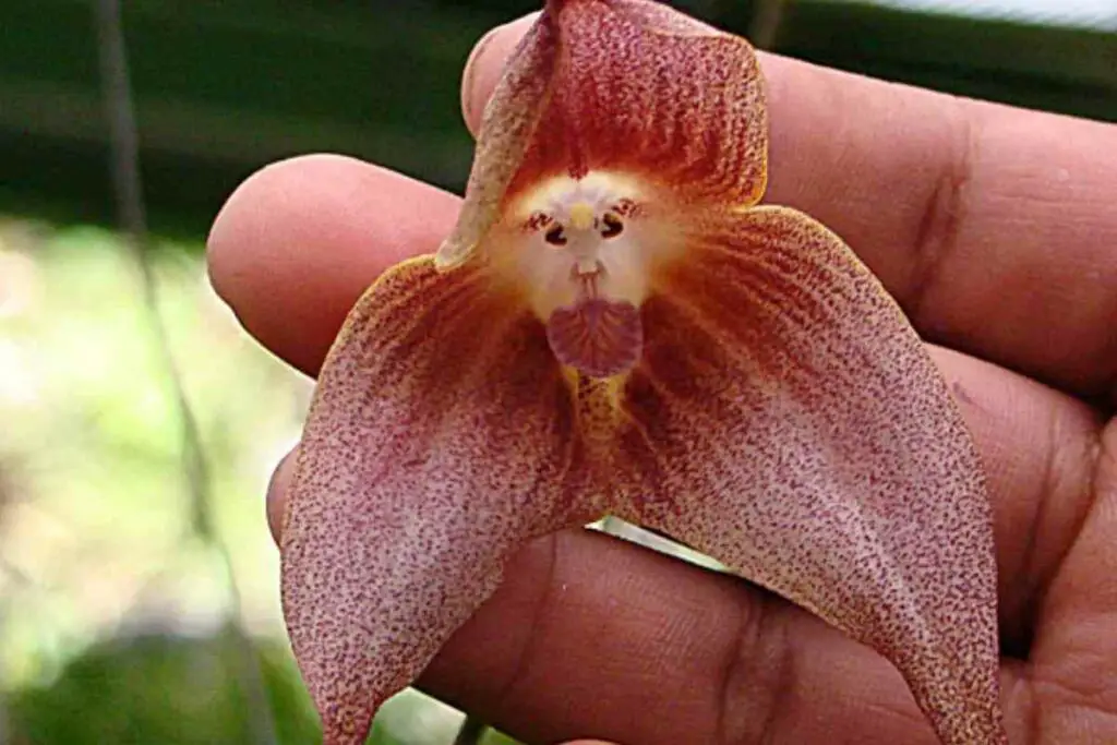 Dracula simia orchid monkey fact