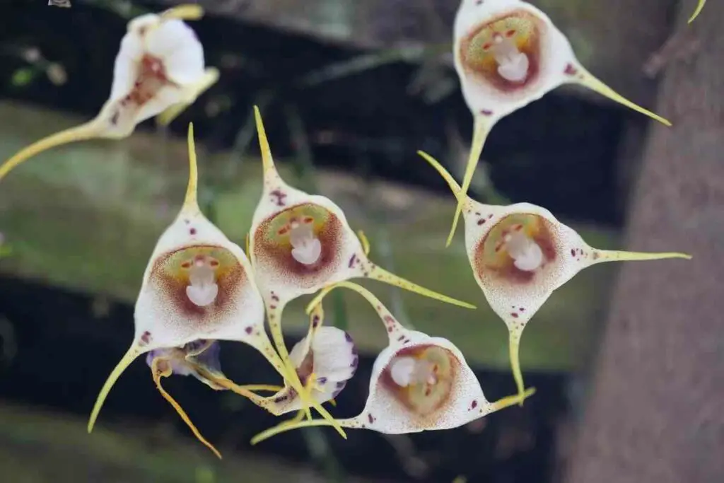How to Propagate Dracula Simia orchid