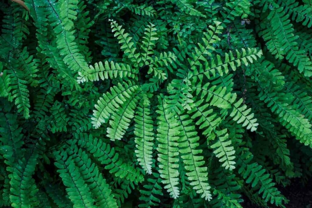 Northern Maidenhair fern