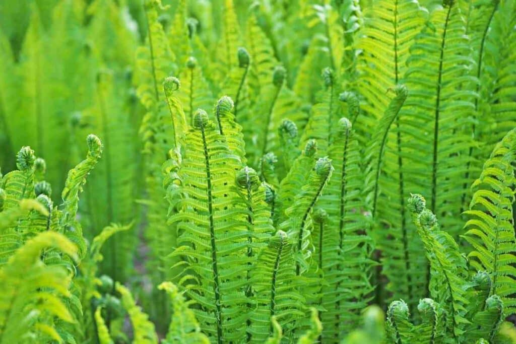 Ostrich fern