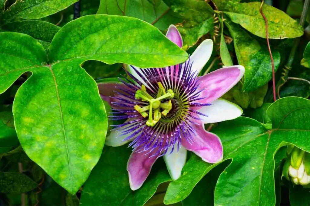 Passionflower special