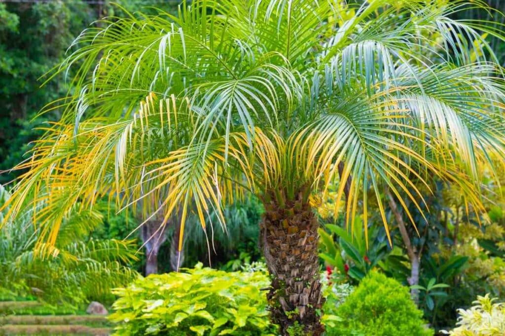 Pygmy Date Palm for tiki experience