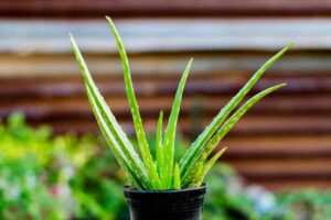 Great Advice for Reviving Sunburnt Aloe Vera Plants