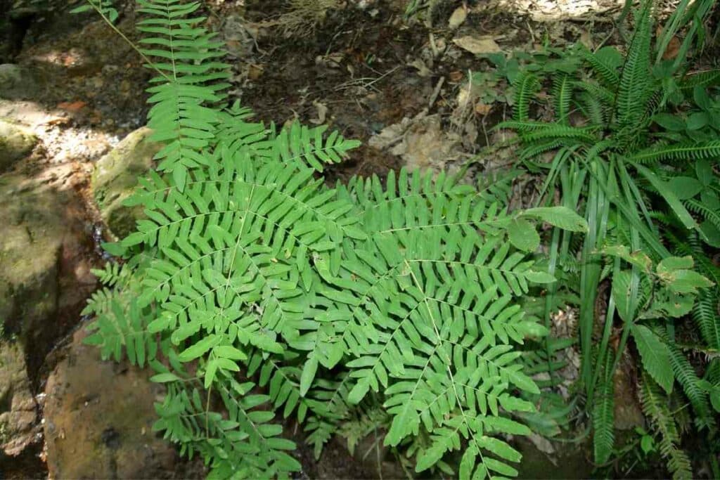 Royal fern