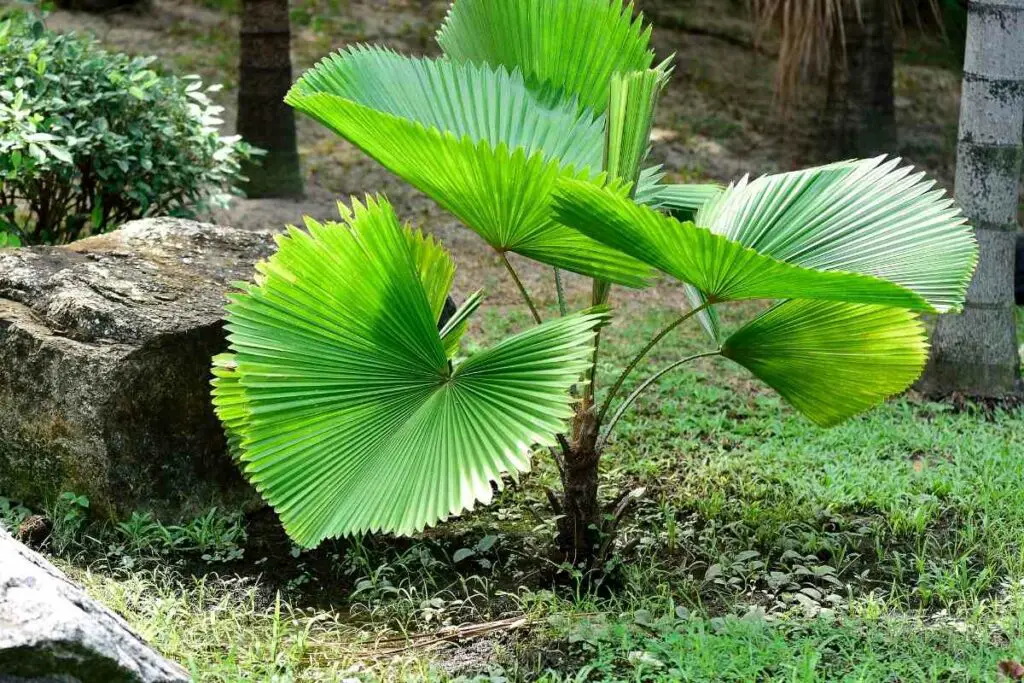 Ruffled Fan palm big leaves