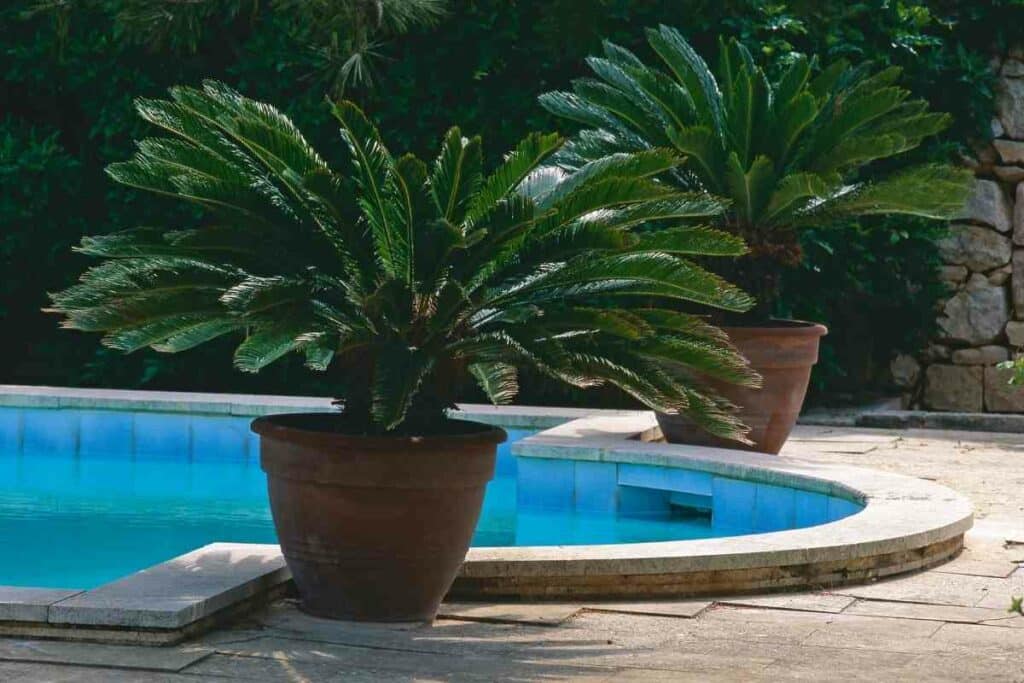 Sago palm for backyard